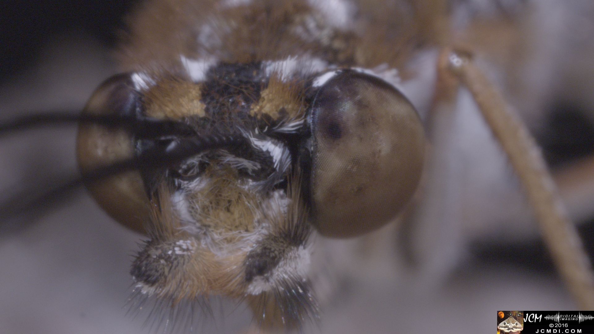 V20949 02 Gulf Fritillary Butterfly Monster FlyFace extreme macro Shots.jpg